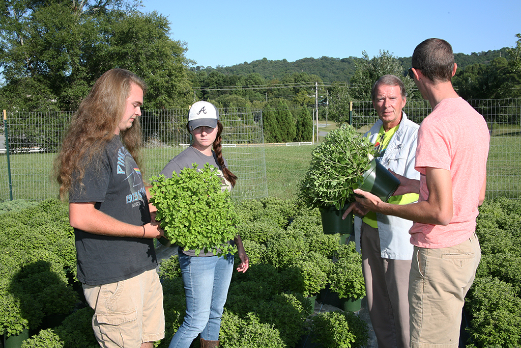(From left to right) Evan Farrow of Lyerly; Rachel Braden of Plainville; David Warren, director of GNTC’s Horticulture program; and Chase Bohannon of Calhoun inspect the mums that are about to bloom for GNTC’s Fall Mum Sale.