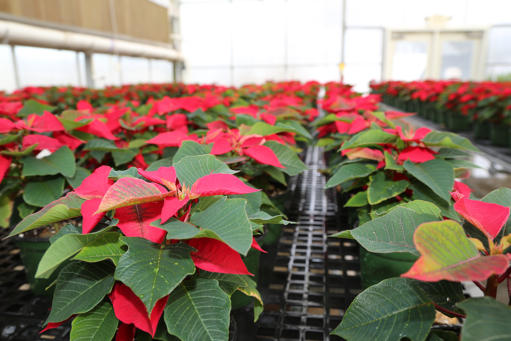GNTC's Horticulture program will hold a small Christmas poinsettia sale at the greenhouses and Building L located across from GNTC’s Floyd County Campus.