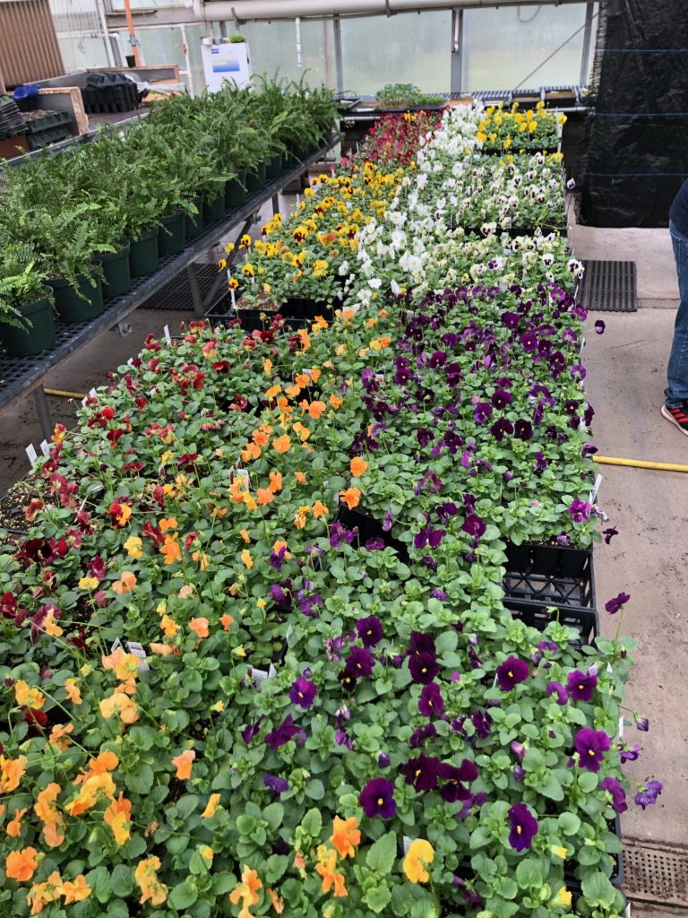 Pansies cost $3 a six pack or $11 a flat at GNTC's fall plant sale.